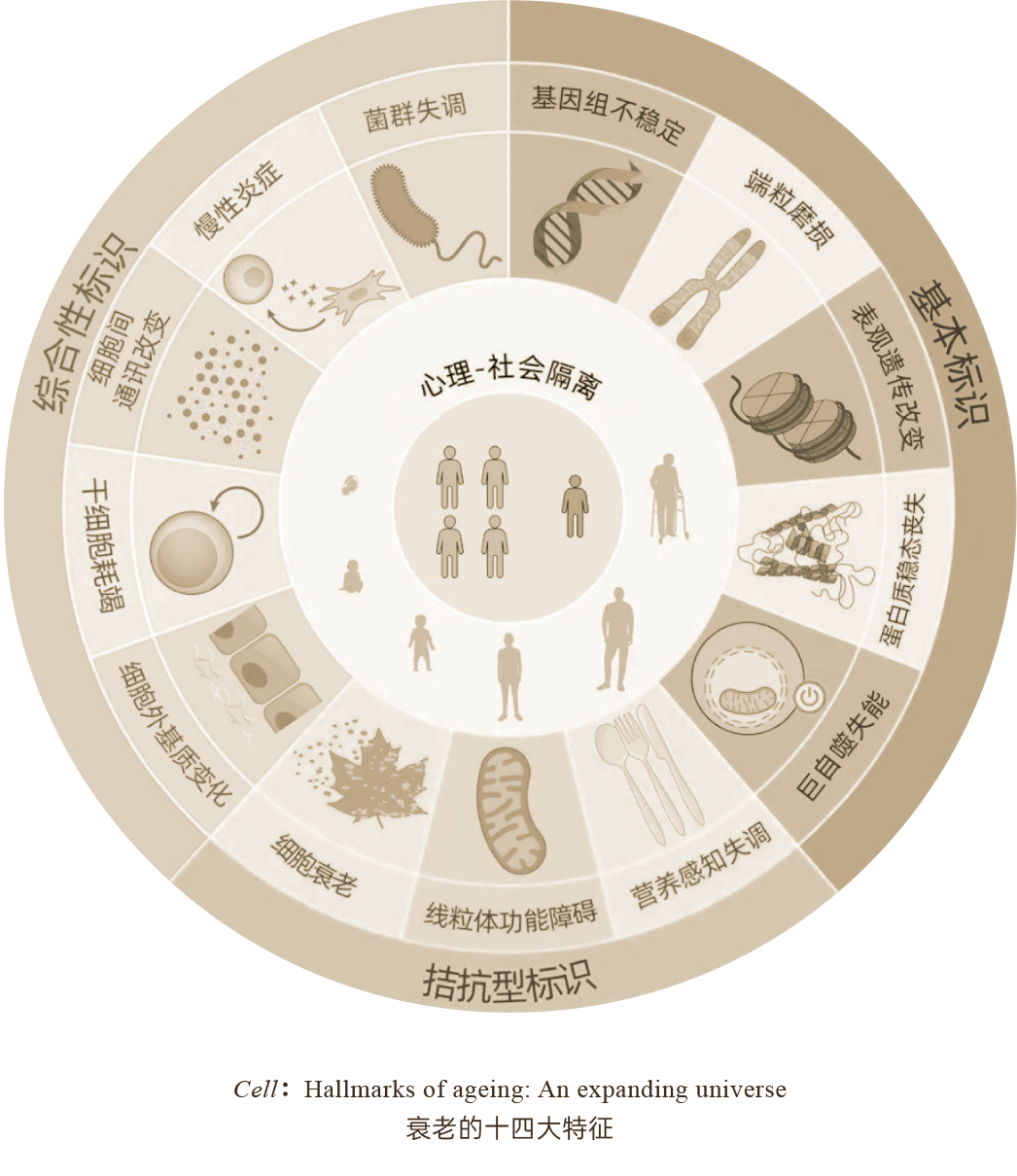 衰老循证医学